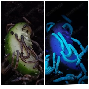 Benoitolus siamensis - Tausendfüßer - Bulk