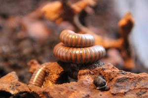 Spirostreptus spec 1 - Tansania - Tausendfüßer - Bulk