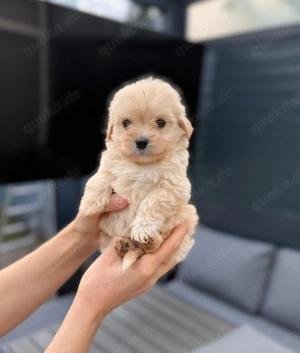 Maltipoo welpe
