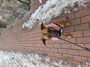 Liebevolles für immer zuhause gesucht   