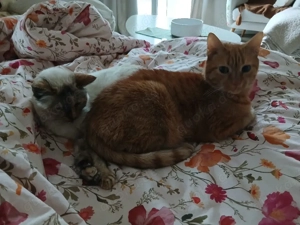 8 jähriger Kater schweren Herzens abzugeben :(