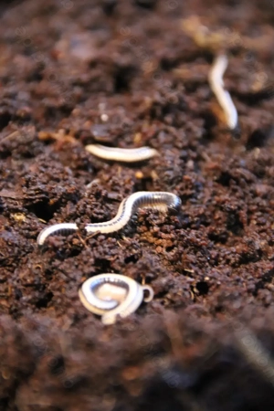 Spirobollelus sp. Maui - Bulk