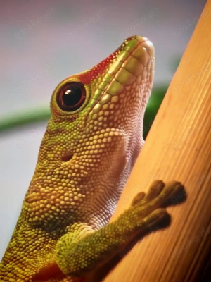 Madagaskar Taggecko (Phelsuma Grandis)