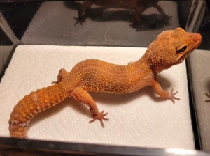 Leopardgecko Mandarin Tangerine (W)