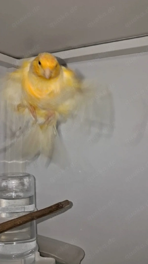 knarivogel Nordholandi