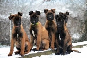 Welpen malinois