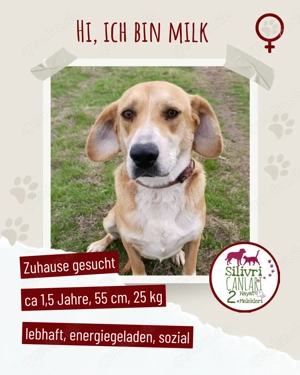 Die lebhafte Milk sucht ein Zuhause