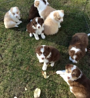 Border Collie Welpe