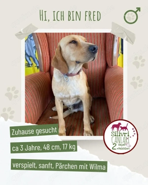 Der verspielte Fred sucht ein Zuhause 