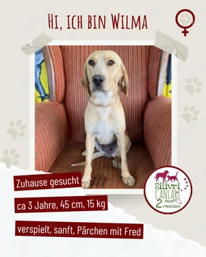 Schöne Wilma sucht ein Zuhause