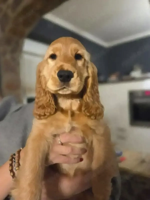 Englisch Cocker Spaniel (Welpe)