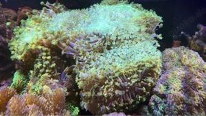 Meerwasser Goniopora Margeritenkoralle grün 
