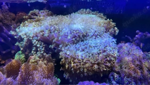 Meerwasser Goniopora Margeritenkoralle grün  Bild 2