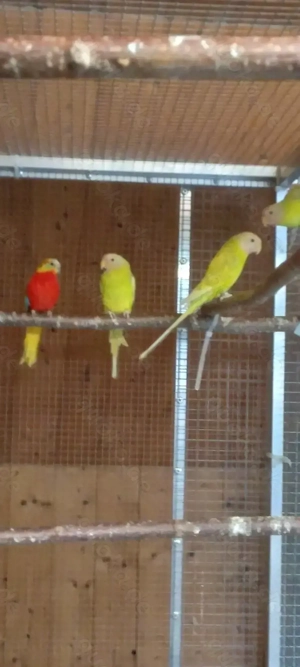 Pflaumenkopfsittiche 0,3 übergossen 