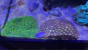 Meerwasser Krusten Anemone