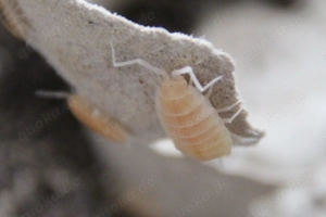 Porcellionides pruinosus - Kuba Asseln