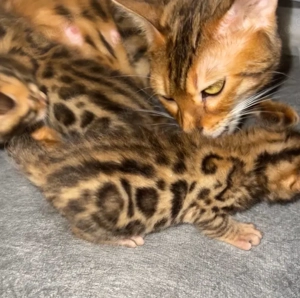 Reinrassige Bengal Katzen, Kitten