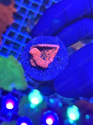 meerwasser montipora paket