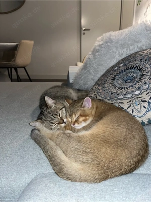 Britisch Kurzhaar Kater suchen zusammen ein Zuhause 