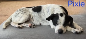 Pixie sucht ein Zuhause