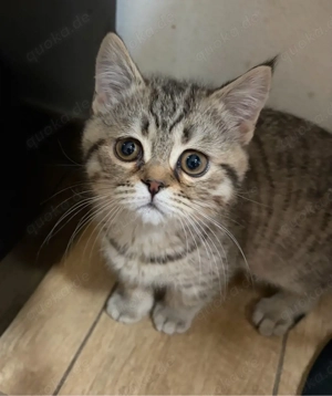 Bkh Kater reinrassig