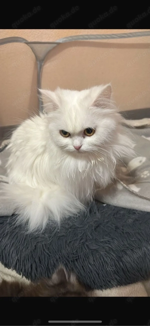 perser  birma kitten  Bild 4