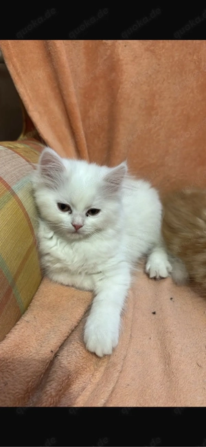 perser  birma kitten  Bild 3