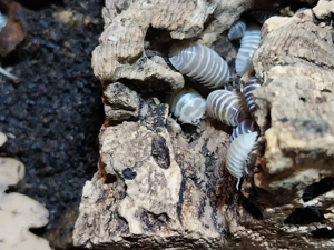 Armadillidium maculatum champagne - Zebra-Rollasseln
