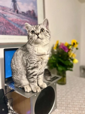 BKD- Britisch Kurzhaar Kater (Whiskas-Farbe) bietet Deckung an Bild 3