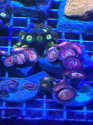 Meerwasser Zoas Krustenanemonen