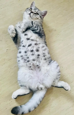 BKD- Britisch Kurzhaar Kater (Whiskas-Farbe) bietet Deckung an Bild 2