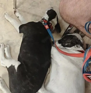 Inci (geb. ca. 07 2024, lebt in ungarischem Tierheim und sucht ein Zuhause Bild 4