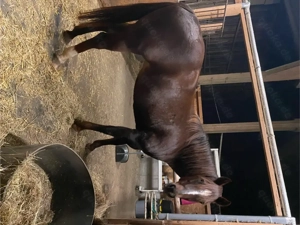 Quarter Stute - bedingt reitbarer Beisteller