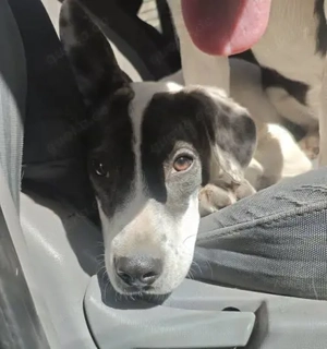 Inci (geb. ca. 07 2024, lebt in ungarischem Tierheim und sucht ein Zuhause Bild 3