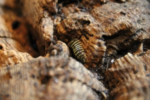 Armadillidium maculatum yellow - Zebra-Rollassel