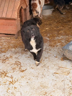 Süßer Dobby sucht liebevolle Familie  Bild 5