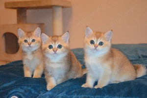 Süße BKH Golden Shaded Babykatzen - geimpft