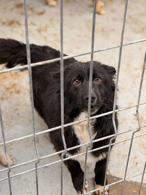 Süßer Dobby sucht liebevolle Familie  Bild 2