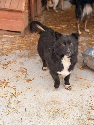 Süßer Dobby sucht liebevolle Familie 