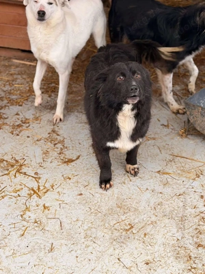 Süßer Dobby sucht liebevolle Familie  Bild 4