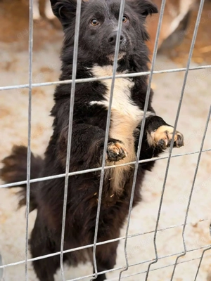 Süßer Dobby sucht liebevolle Familie  Bild 3