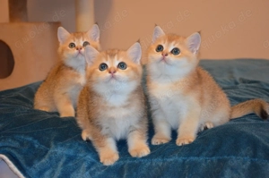 Süße BKH Golden Shaded Babykatzen - geimpft
