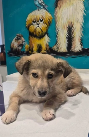 Schmusige Lima sucht liebevolles Zuhause 