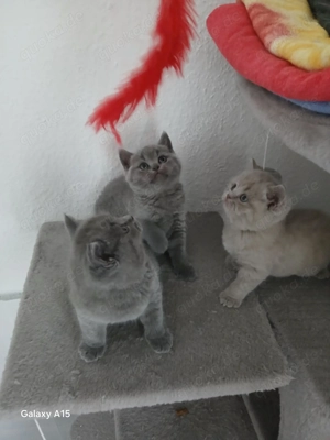 3x BKH Kitten Babys männlich weiblich Männchen Weibchen Katze Kater britisch british Kurzhaar