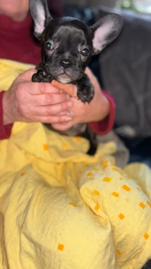 Süße und verspielte Rasselband sucht liebevolles zuhause.