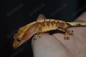 0.0.1 pet only Kronengecko