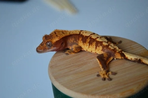 poss 1.0 pet only Kronengecko