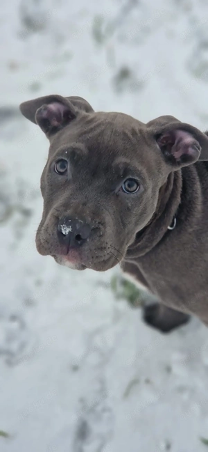 american bully baby 