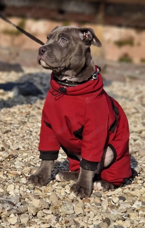 XXL Bully Welpen suchen 