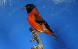 Verkaufe Kapuzenzeisige